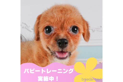 成約済ののチワプー:チワワ×トイプードル-312910