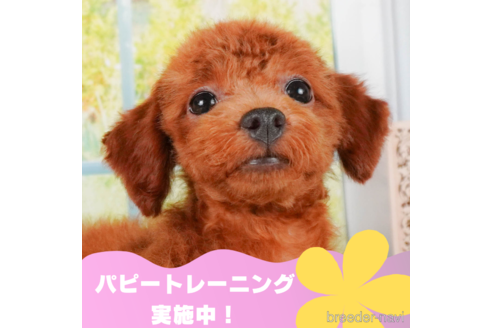 成約済ののトイプードル-322336