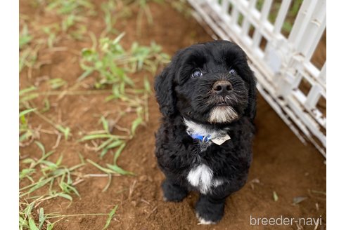 成約済の東京都のその他の犬種-323202の2枚目