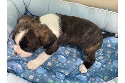 成約済の栃木県のミックス犬-323203の3枚目
