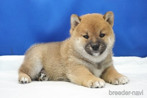 成約済の愛知県の柴犬-321872の2枚目