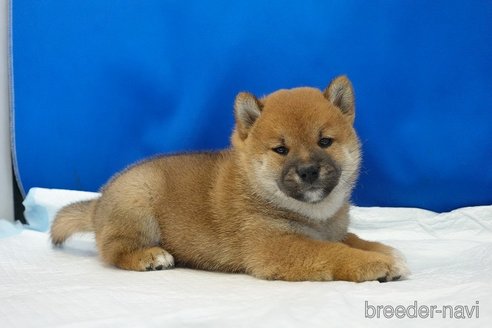 成約済の愛知県の柴犬-321872の5枚目