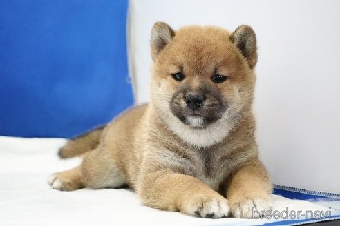 成約済の愛知県の柴犬-321872の4枚目