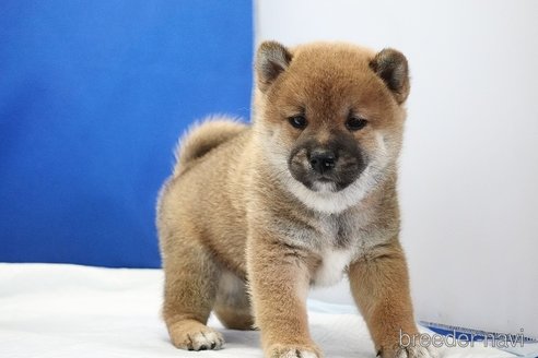 成約済の愛知県の柴犬-321872の6枚目