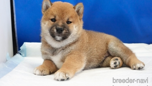 成約済の愛知県の柴犬-321872の1枚目