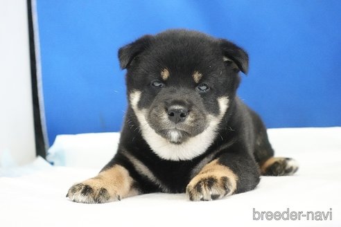 成約済の愛知県の柴犬-321871の2枚目