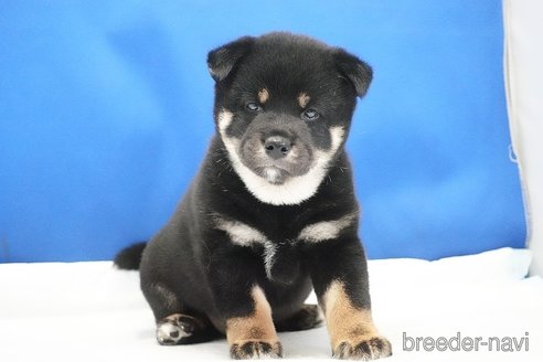 成約済の愛知県の柴犬-321871の4枚目