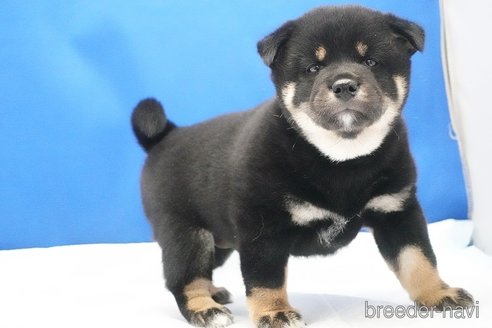 成約済の愛知県の柴犬-321871の3枚目