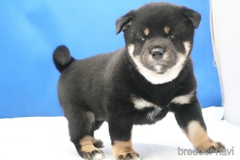 成約済の愛知県の柴犬-321871の5枚目