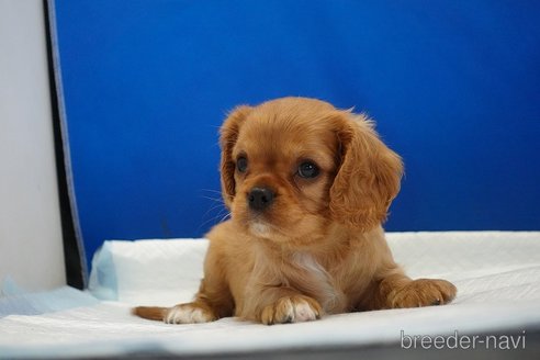 成約済の愛知県のキャバリアキングチャールズスパニエル-320704の11枚目
