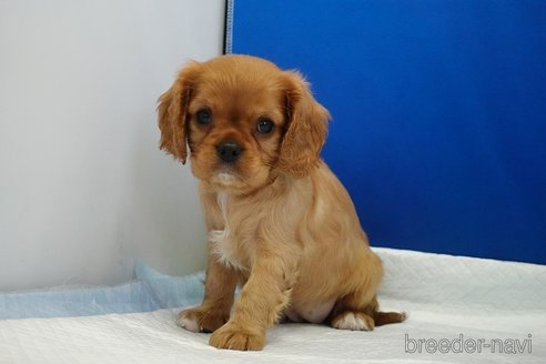 成約済の愛知県のキャバリアキングチャールズスパニエル-320704の2枚目