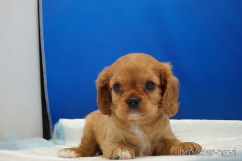 成約済の愛知県のキャバリアキングチャールズスパニエル-320704の8枚目