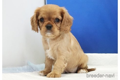 成約済の愛知県のキャバリアキングチャールズスパニエル-320704の7枚目