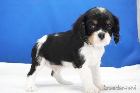 成約済の愛知県のキャバリアキングチャールズスパニエル-320697の4枚目
