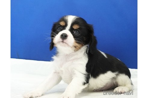 成約済の愛知県のキャバリアキングチャールズスパニエル-320695の2枚目