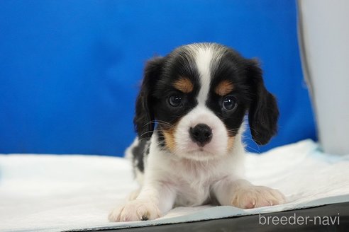 成約済の愛知県のキャバリアキングチャールズスパニエル-320695の3枚目