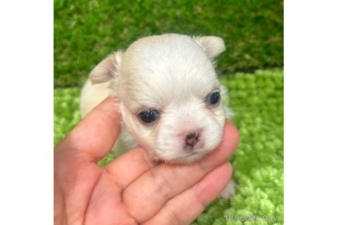 成約済の愛媛県のチワワ(ロングコート)-321894の7枚目