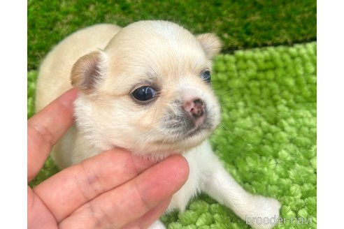 成約済の愛媛県のチワワ(ロングコート)-321897の9枚目