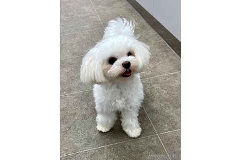 チャッピーちゃん1枚目
