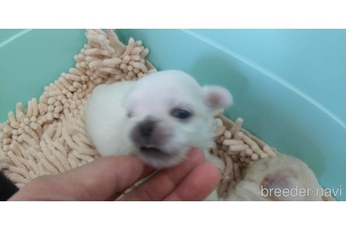 成約済の愛知県のペキニーズ-323223の6枚目