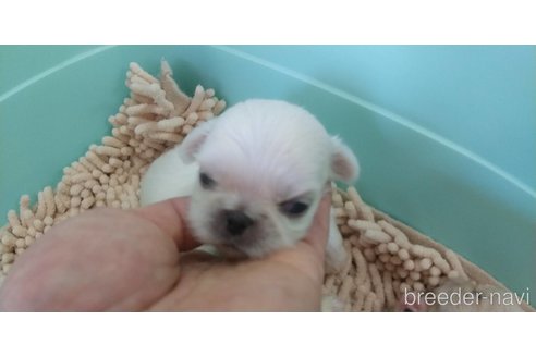 成約済の愛知県のペキニーズ-323223の7枚目