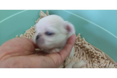 成約済の愛知県のペキニーズ-323223の8枚目