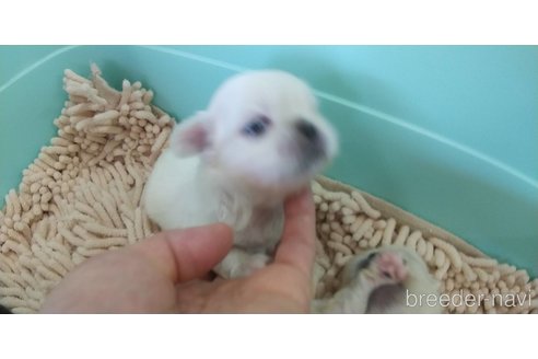 成約済の愛知県のペキニーズ-323223の9枚目