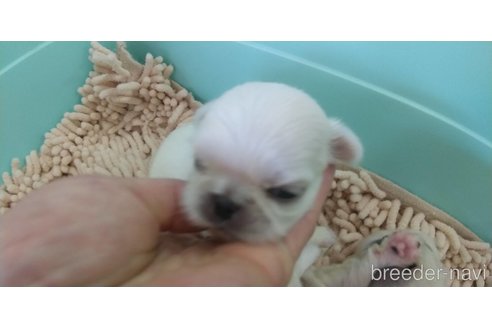 成約済の愛知県のペキニーズ-323223の10枚目