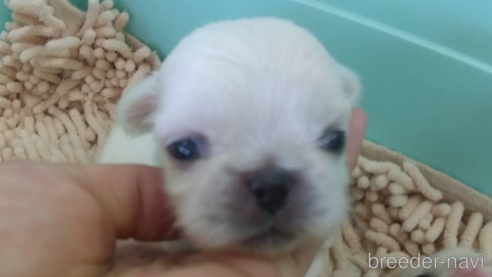 成約済の愛知県のペキニーズ-323223の5枚目