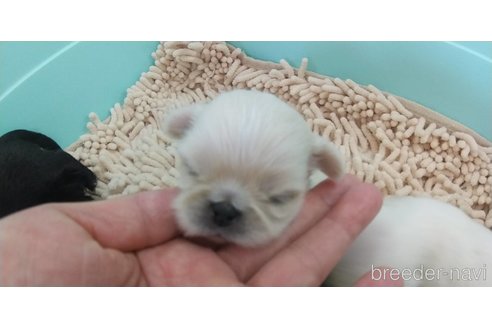 成約済の愛知県のペキニーズ-323224の31枚目