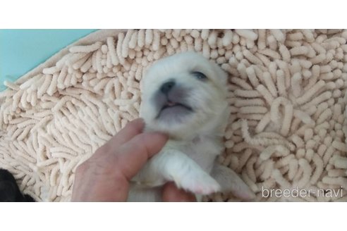 成約済の愛知県のペキニーズ-323224の32枚目