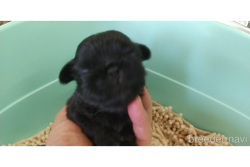 成約済の愛知県のペキニーズ-323225の3枚目