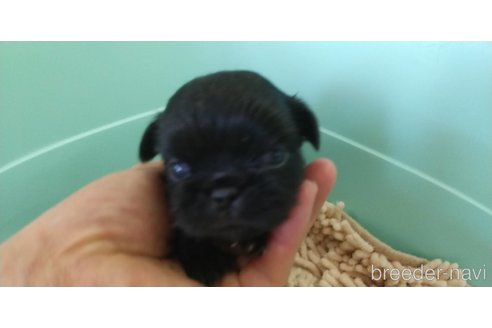 成約済の愛知県のペキニーズ-323225の4枚目