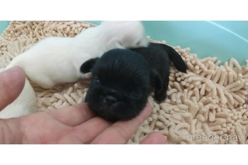 成約済の愛知県のペキニーズ-323225の5枚目