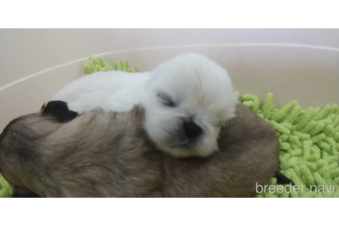 成約済の愛知県のペキニーズ-323226の3枚目