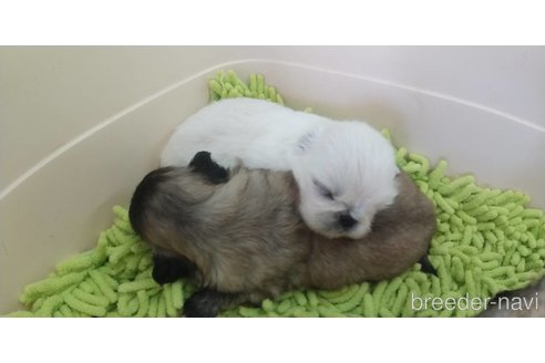 成約済の愛知県のペキニーズ-323226の4枚目