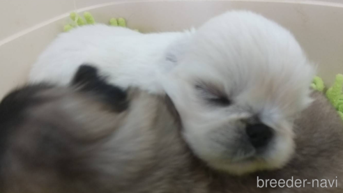 成約済の愛知県のペキニーズ-323226の2枚目