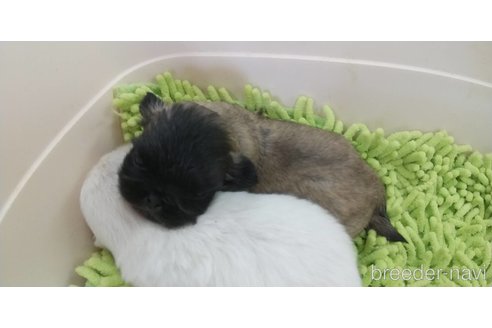 成約済の愛知県のペキニーズ-323228の3枚目