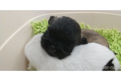 成約済の愛知県のペキニーズ-323228の4枚目