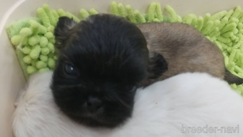 成約済の愛知県のペキニーズ-323228の2枚目