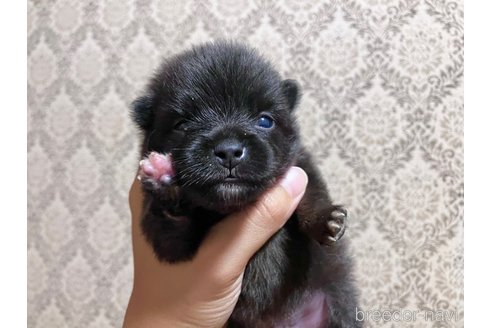 成約済の千葉県のポメラニアン-322409の20枚目