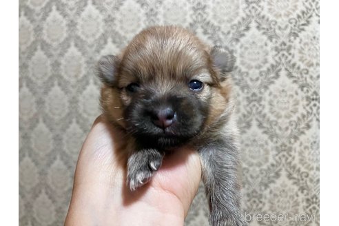 成約済の千葉県のポメラニアン-322411の20枚目