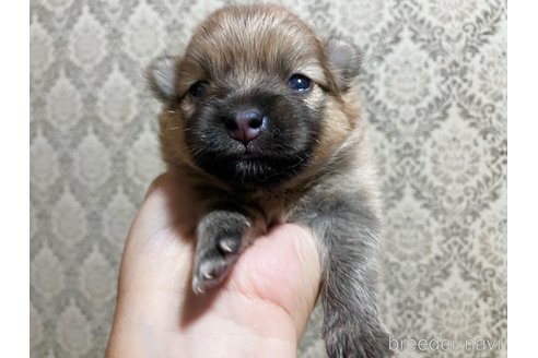 成約済の千葉県のポメラニアン-322411の19枚目
