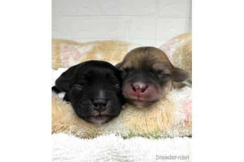 成約済の愛知県のマルックス:マルチーズ×ミニチュアダックスフンド-323229の17枚目
