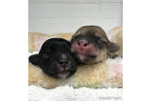 成約済の愛知県のマルックス:マルチーズ×ミニチュアダックスフンド-323229の25枚目