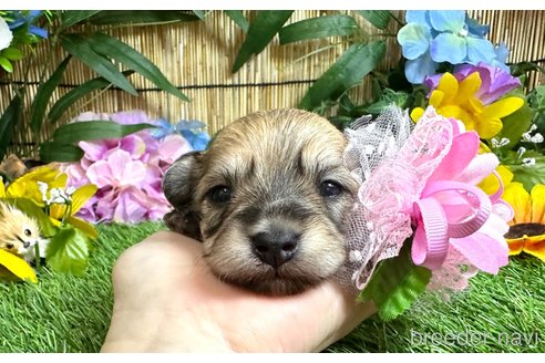 成約済の愛知県のマルックス:マルチーズ×ミニチュアダックスフンド-323229の22枚目