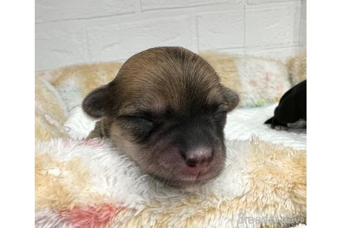 成約済の愛知県のマルックス:マルチーズ×ミニチュアダックスフンド-323229の21枚目