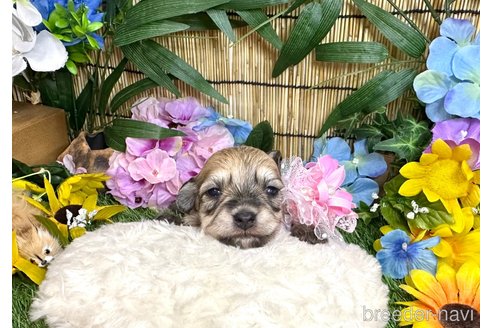 成約済の愛知県のマルックス:マルチーズ×ミニチュアダックスフンド-323229の20枚目