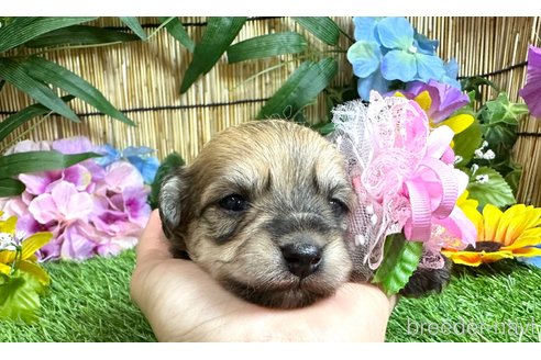 成約済の愛知県のマルックス:マルチーズ×ミニチュアダックスフンド-323229の19枚目