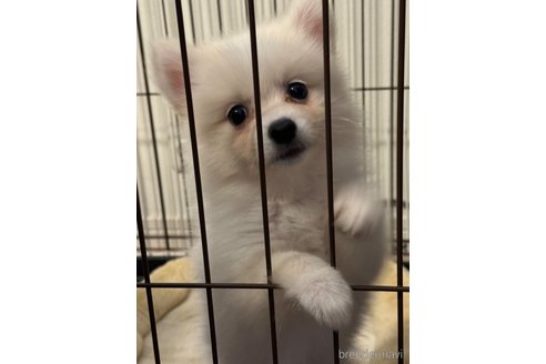 成約済の埼玉県のミックス犬-320312の9枚目